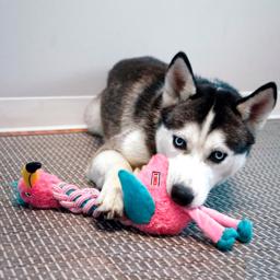 KONG Knots Twists Bamse Til Hunden Flamingo